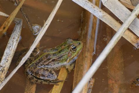 Grenouille Verte Pelophylax Kl Esculentus Pvp 89 Flickr