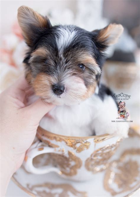 Biewer Terrier Puppies For Sale By Teacups Puppies And Boutique Teacup