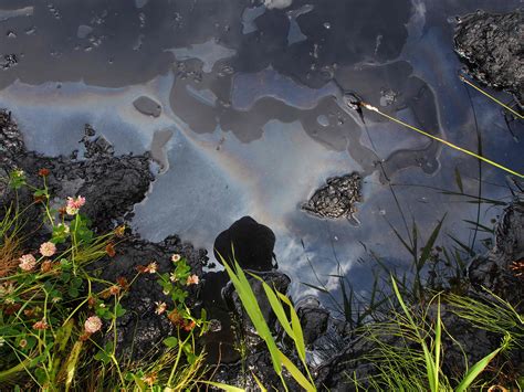 On Oil Spills Alberta Regulator Cant Be Believed New Report The Tyee