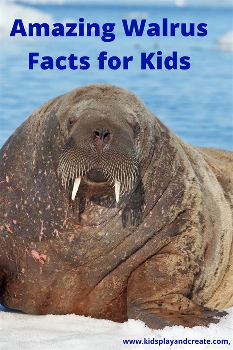 Amazing Walrus Facts For Kids