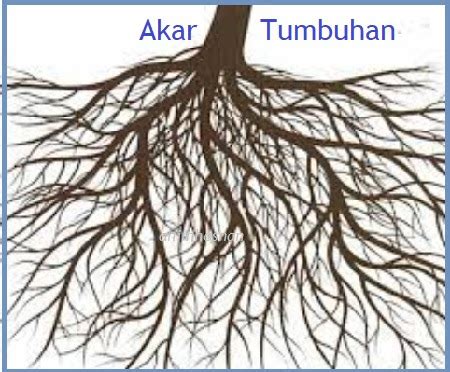 Anim Agro Technology Akar Tumbuhan Apa Dia