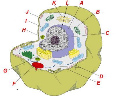 The lack of a rigid cell wall allowed animals to develop a greater diversity of cell types, tissues, and organs. Unicellular organisms lacking a nucleus and other membrane ...