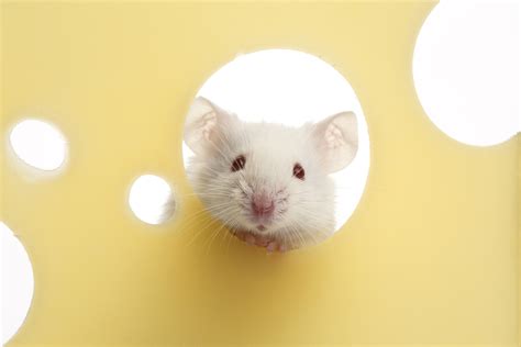 Cute White Mouse