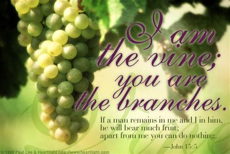 John 155 Illustrated I Am The Vine You Are The Branches