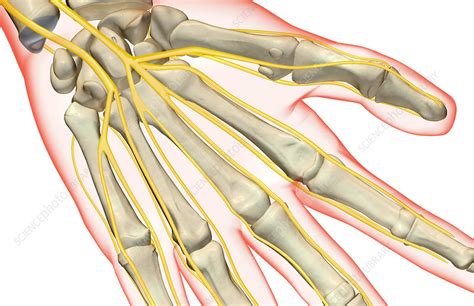 The Nerves Of The Hand Stock Image F0019009 Science Photo Library