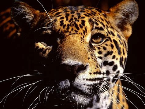 Hd Wallpaper Yellow And Black Cheetah Jaguar Face Shadow Leopard