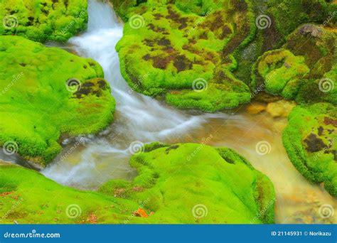 Green Moss With Water Stream Stock Image Image Of Gunma Marsh 21145931