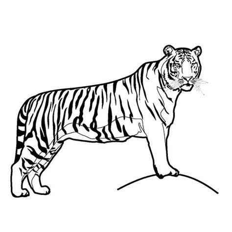 Desenhos De Tigres Para Imprimir E Colorir Animais Pa Vrogue Co