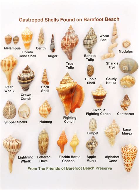 Checkout Photos And Identify Many Shells You May Find At Barefoot Beach