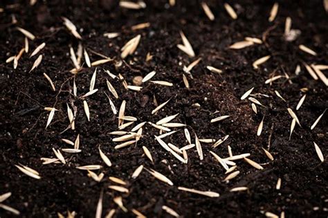 5 Easy Steps For Planting Grass Seed This Fall Greenview Planting