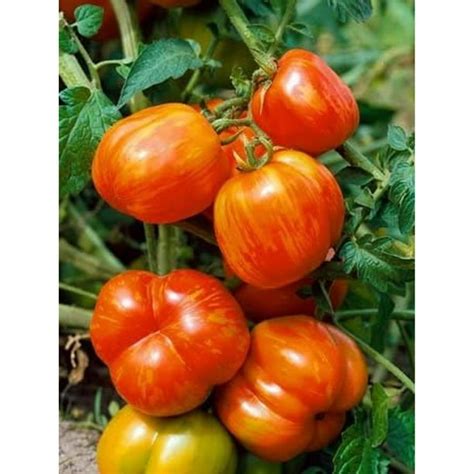 Ulareyoy Mr Stripey Tomato Plant Two 2 Live Plants Not Seeds