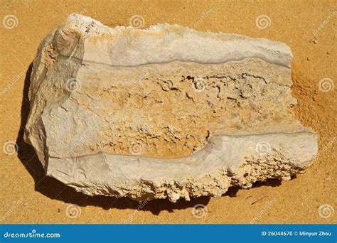 Fossil On The Desertwestern Australia Stock Photo Image Of Ground