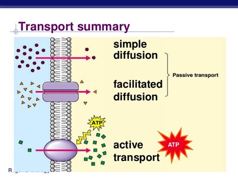 Cellular Transport Parker S Ap Bio 3rd Period