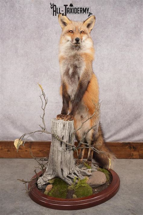 Red Fox Taxidermy Mount Sku 2775 All Taxidermy