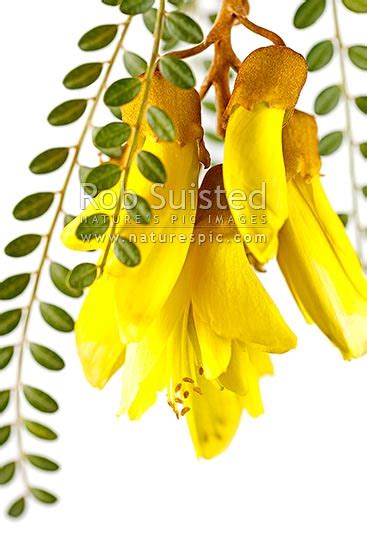 I love manuka honey and the plant is renowned for therapeutic properties. Kowhai Flowers (Sophora tetraptera; Fabaceae). NZ native ...