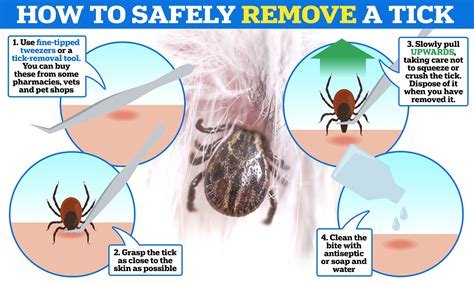 Tick Removal From Humans