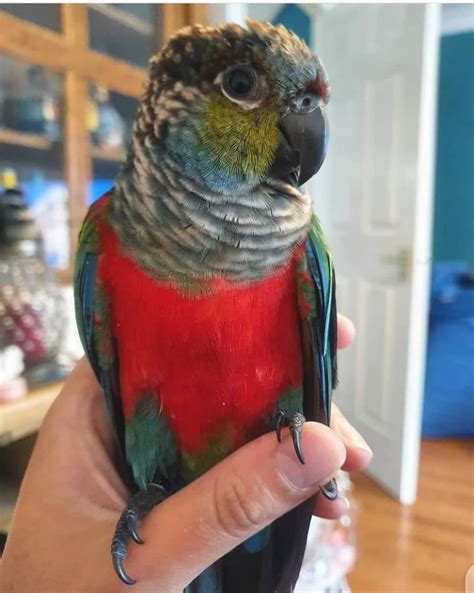 Crimson Bellied Conure For Sale Crimson Bellied Parakeet