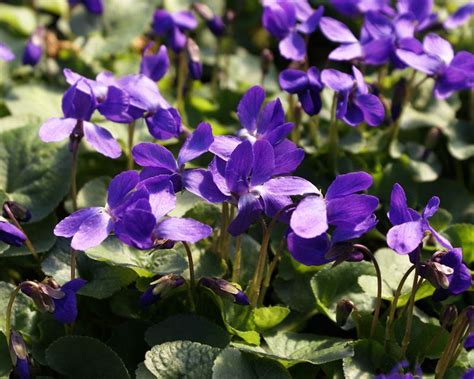 They provide floral color while fighting erosion and weeds. 16 Best Flowering Ground Covers for Shade - Finding Sea ...