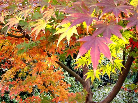 Noticias e información diaria en santiago de chile, valparaíso, rancagua, concepción, iquique región metropolitana (santiago de chile). Otoño en Chile / Autumn | © by Leon Calquin www ...