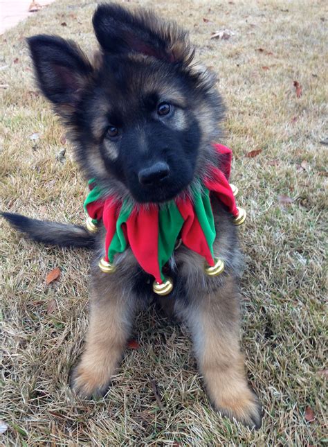 My Long Haired Gsd Puppy Ready For Christmas Gsd Puppies Puppies