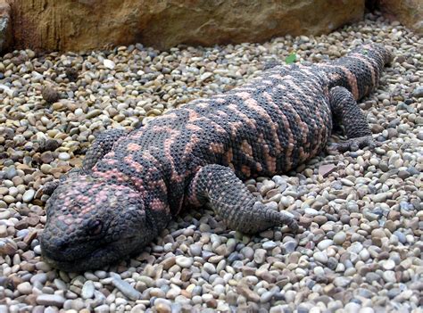 Gila Monster Facts Habitat Adaptations Pet Care Pictures