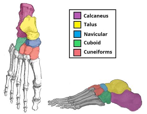 Tarsal Coalition Ankle Foot And Orthotic Centre