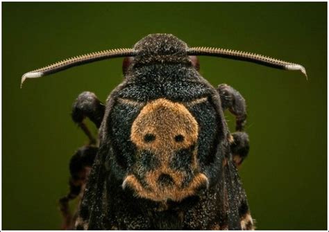 Nature Wonder Incredible Insect Photographs By Igor Siwanowicz