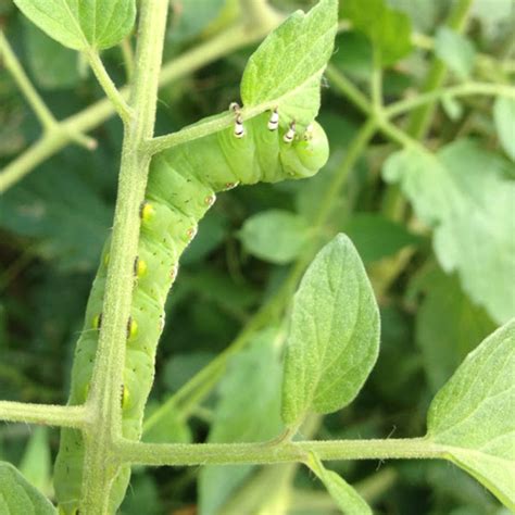 Tobacco Hornworm Project Noah