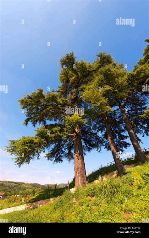 Cedars Of Lebanon Cedrus Libani Stock Photo Alamy