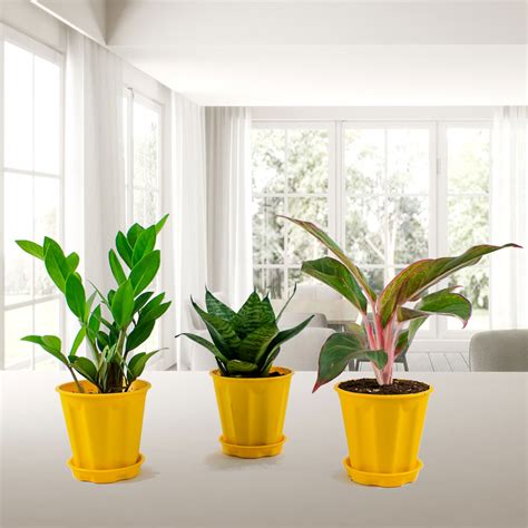 Indoor Plants For An Office