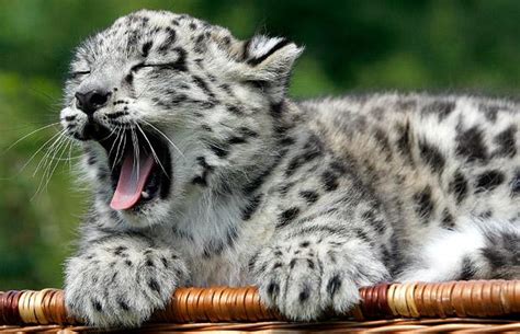 Cute Endangered Animals Snow Leopard Cubs Flickr Photo Sharing
