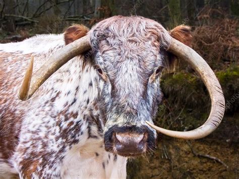 Horns Of A Female English Longhorn Cow Stock Image C033 2863 Science Photo Library