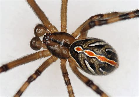 They appear hard, black, and shiny. Male Latrodectus hesperus (Western Black Widow) in Red ...