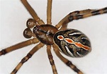 Male Black Widow Spider Pictures - Male Western Black Widow Spider ...