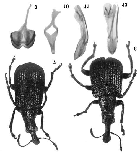 Deporaus Ussuriensis Sp N 7 Body Of Male Dorsally 8 Body Of Female