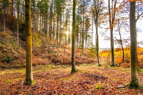 Autumn 2019 Forest Of Dean Beautiful Forest Forest