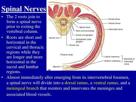 Anterior Root Of Spinal Nerve
