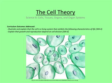 The Cell Ppt