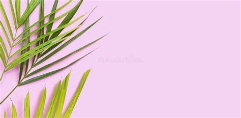 Tropical Palm Leaves On Pink Background Stock Image Image Of Black