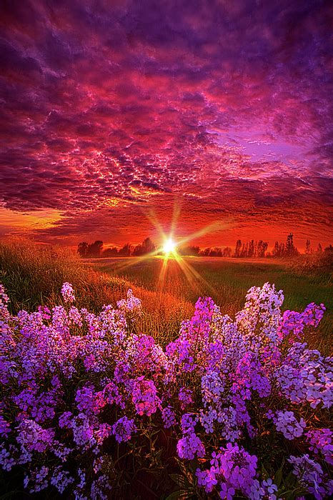 The Everlasting Greeting Card For Sale By Phil Koch