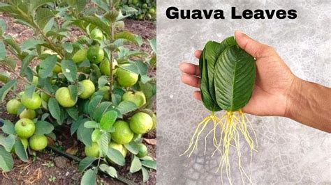 How To Grow Guava Trees From Guava Leaves With 100 Success Youtube