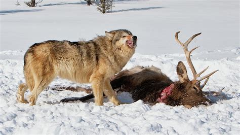 Wolf Feeding On Elk Photograph By Jerry Fornarotto Pixels