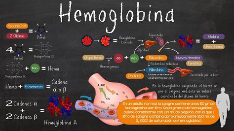 Fisiolog A M Dica Hemoglobina Y Mecanismos De Hemostasia The Best Porn Website