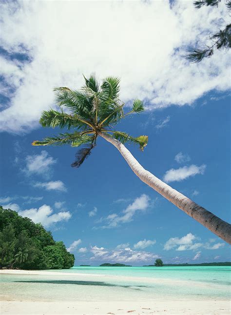 Palau Palm Trees Along Tropical Beach Photograph By Stuart Westmorland