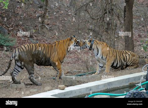 A Pair Of Mating Tigers Courting Near A Man Made Waterhole In Stock
