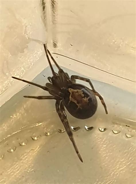 False Black Widow Spider Dublin Live
