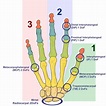 Human hand structure. The joints in the human hand and the relative ...