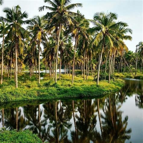 Kerala Coconut Trees And Pond Gods Own Country Kerala West