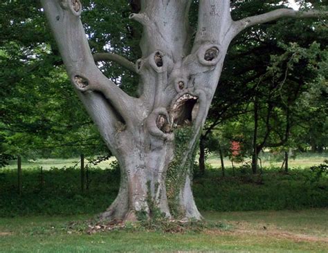 30 arbres qui ressemblent étrangement à d autres choses Breakforbuzz