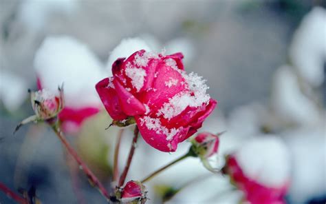 Flowers In Snow Wallpapers Top Free Flowers In Snow Backgrounds